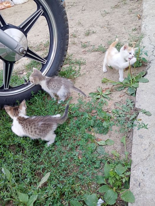 Отдаём котят. Марғаулар