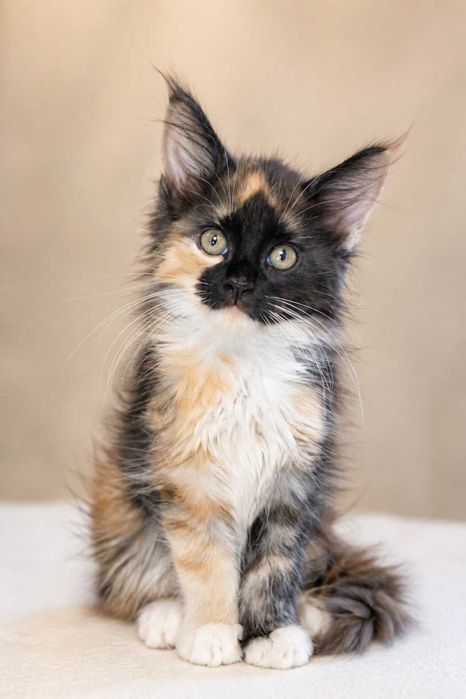 Maine Coon Felisa Lynx Rune Code Pui Maine Coon femelă – Capodoperă Genetică, pedigree(Desen Caramel Rarist) |