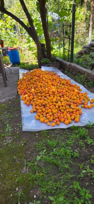 Vând Caise de țuica palinca cu transport la domiciliu