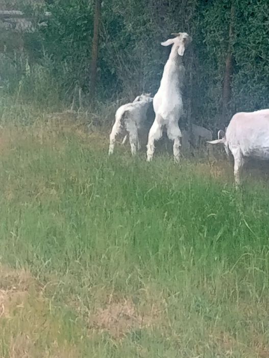 Шыбыш лактар ургашы еркек бар