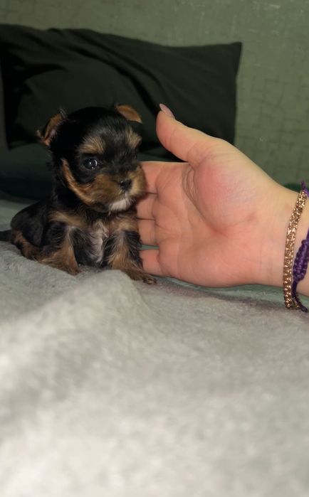 Микро мальчик йоркширского терьера