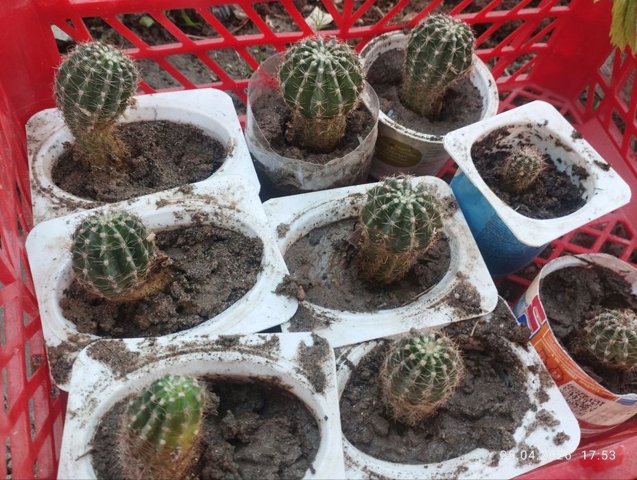 Gullar xonaki gullar