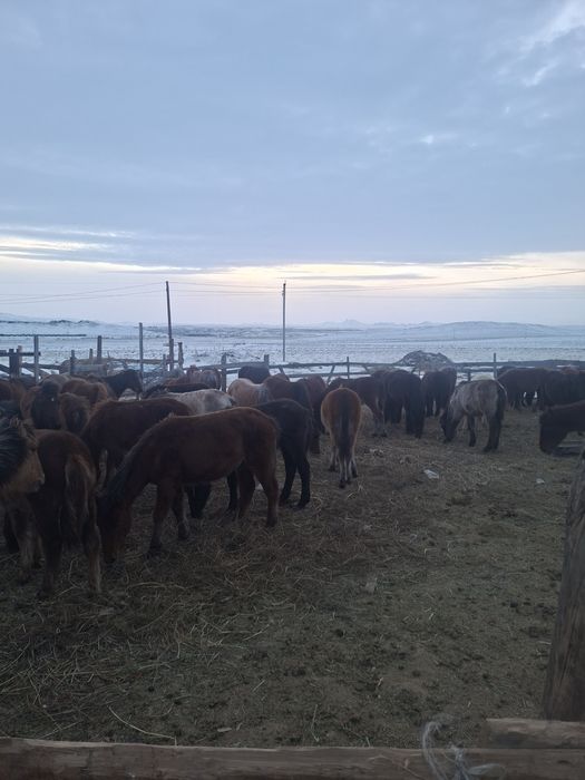 70 бас еркек жабағы