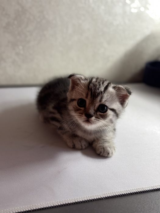 продам шотланских котят