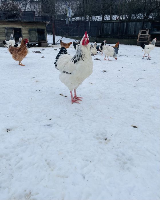 Vand 10 cocosi Sussex