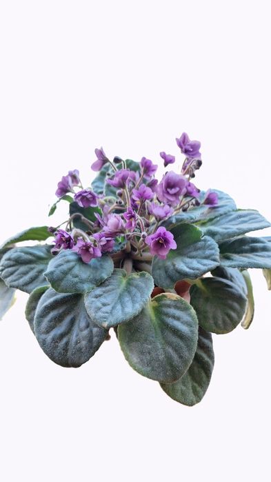 Комнатные цветы-фиалки