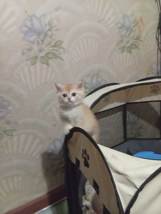 Продам котят. Породы золотая шиншилла
