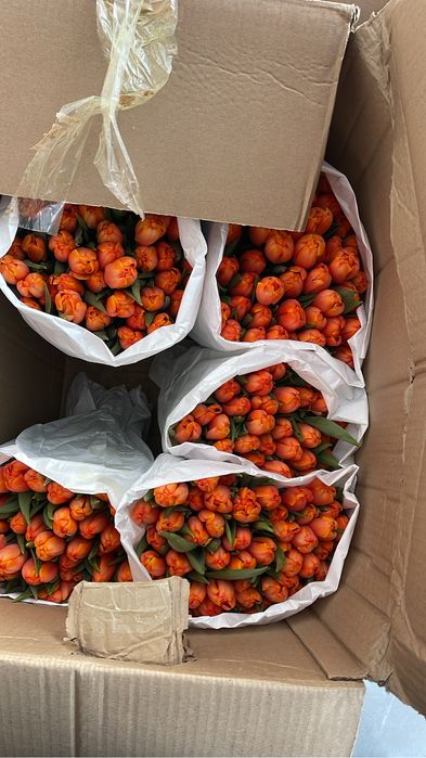 Предзаказ Тюльпанов на 8 марта