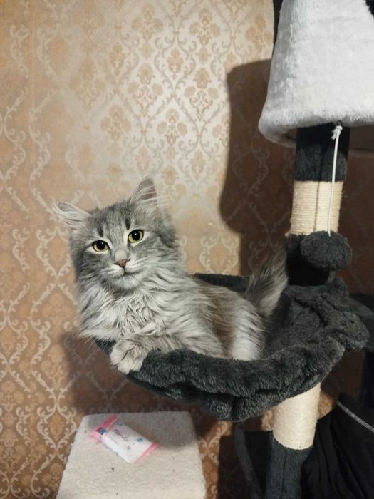 Принцеса търси дом