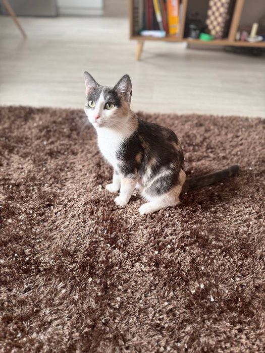 Отдам кошечку в добрые руки