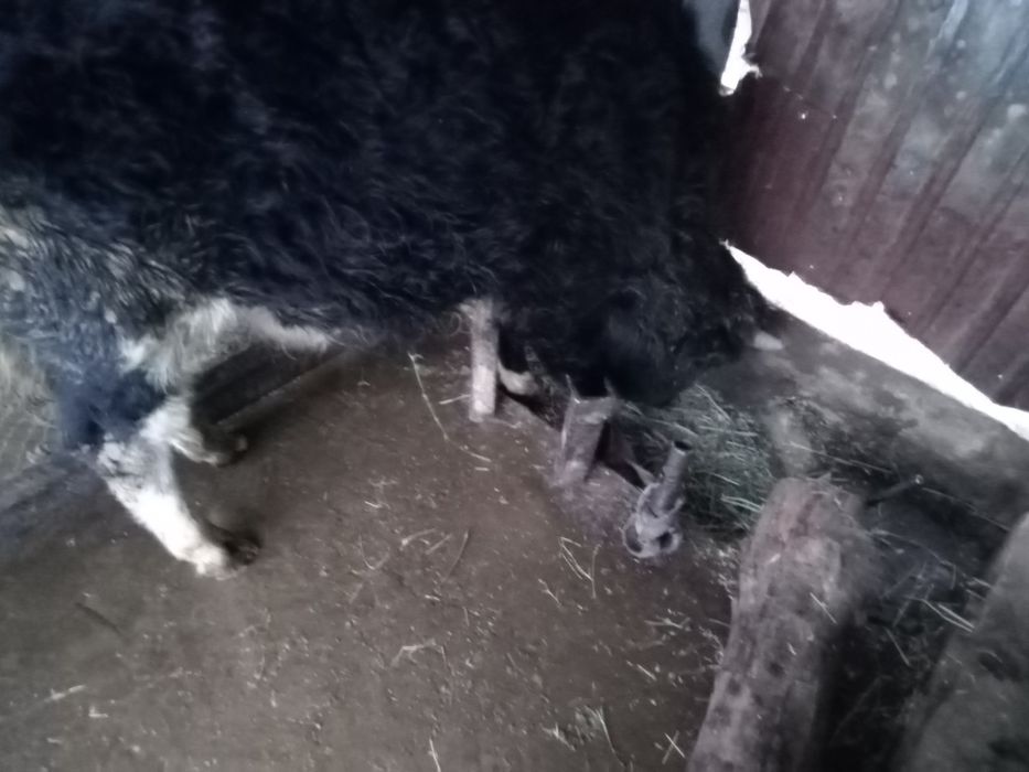 Продается два бычка