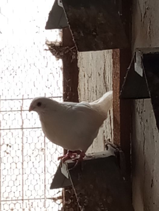 Vând porumbei Galateni Albastru și Negru