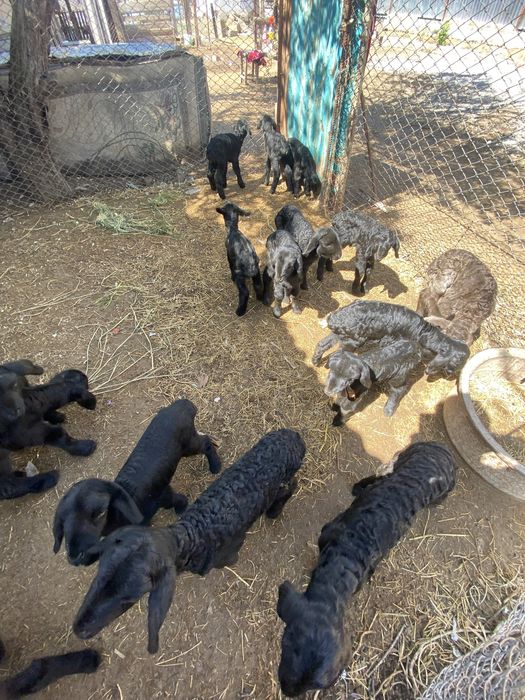 Сут ишетин козылар