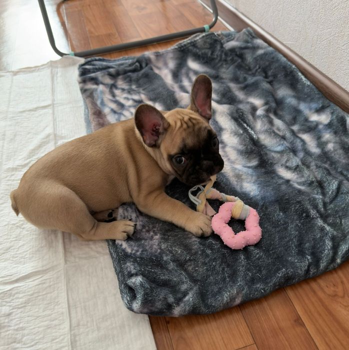 Продаётся французский бульдог