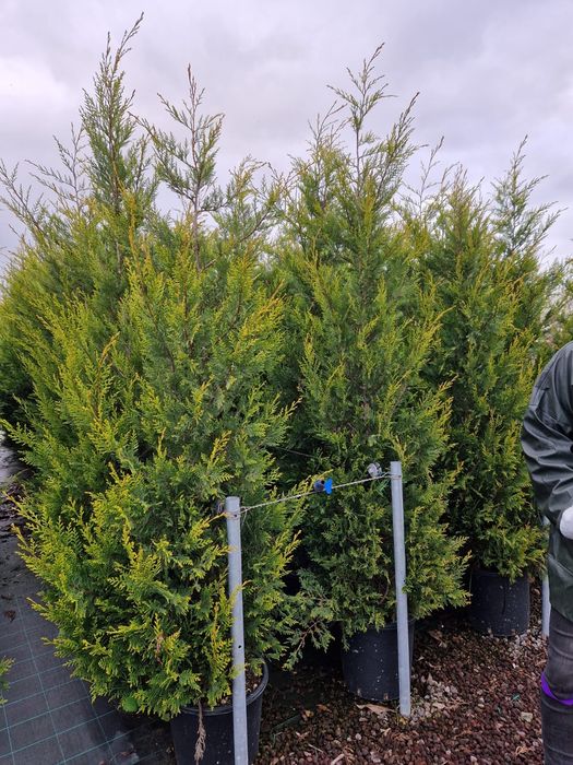 Leylandy verde. și leylandy gold.  calitate extra