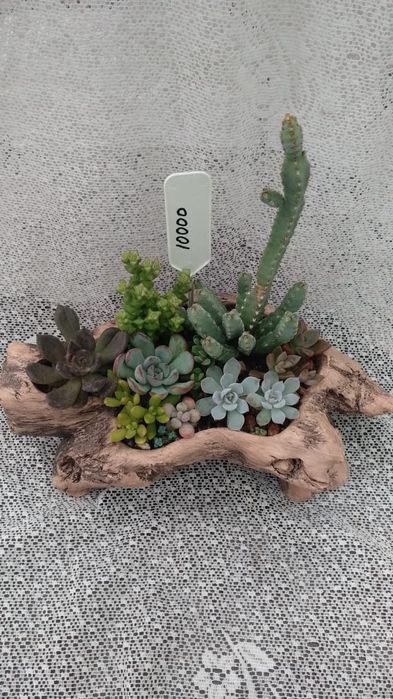 Композиции из суккулентов