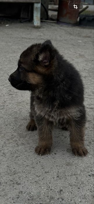 Щенки немецкой овчарки.