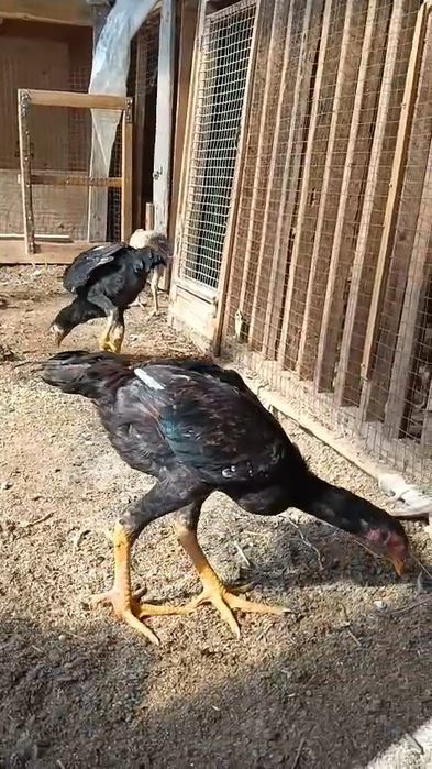 Шоже кораздар бойцовый дакандар сатылады