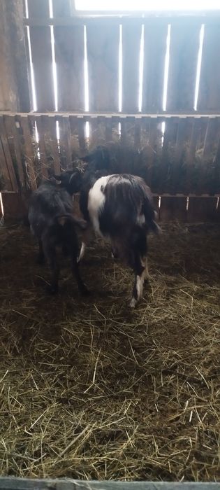 Vând 2 capre și un țap sau schimb cu 2 oi.