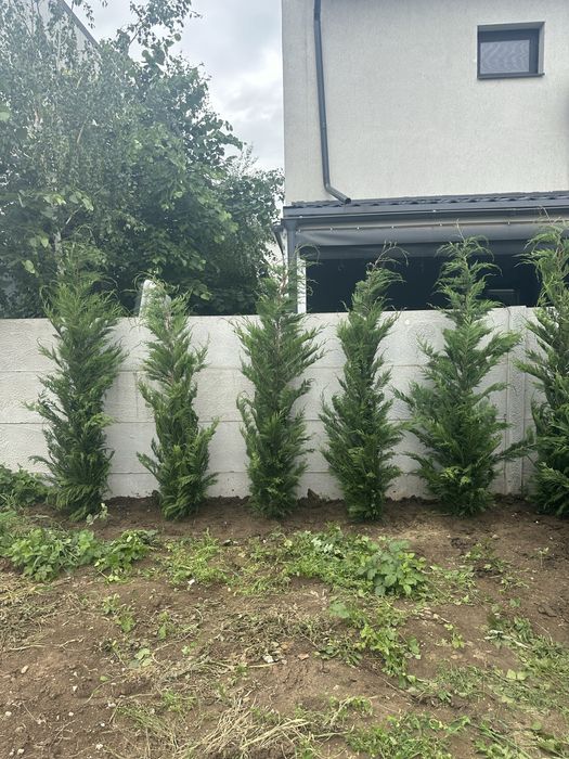 Leylandii chiparos / Tuia / plante de gradina