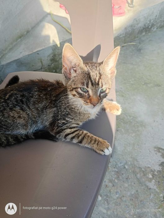 Adopție pisicuțe