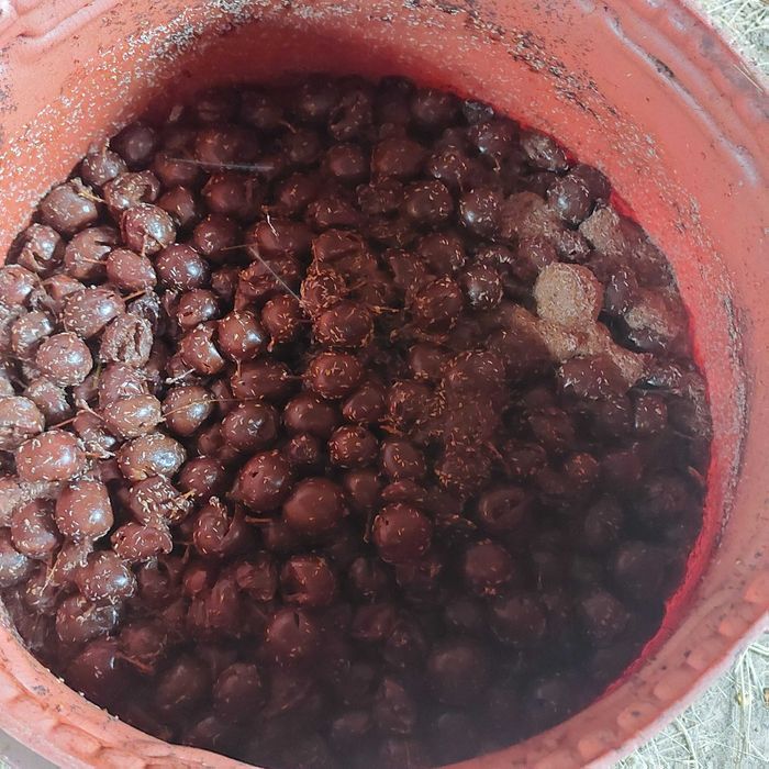 vând prune pentru țuică.