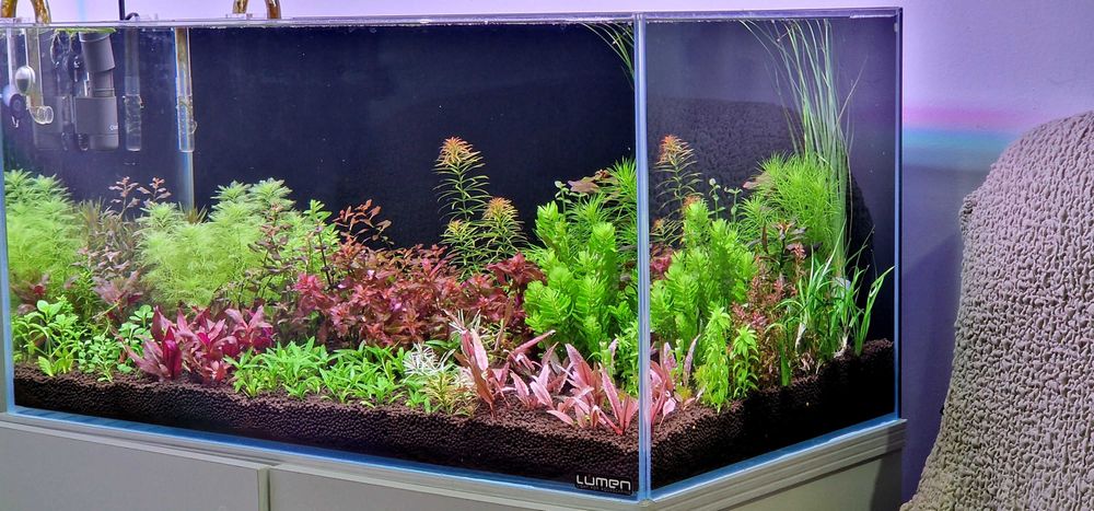 Plante de acvariu frumoase și sănătoase.