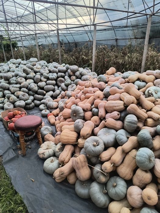 De vanzare dovleci pentru copt , sau patiserii.  Varza plata