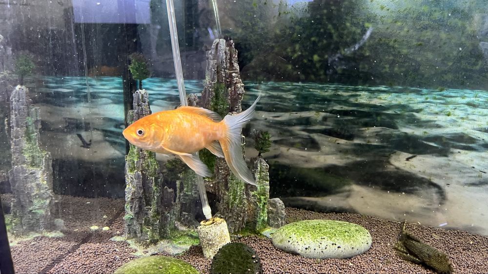 Рыба для аквариума