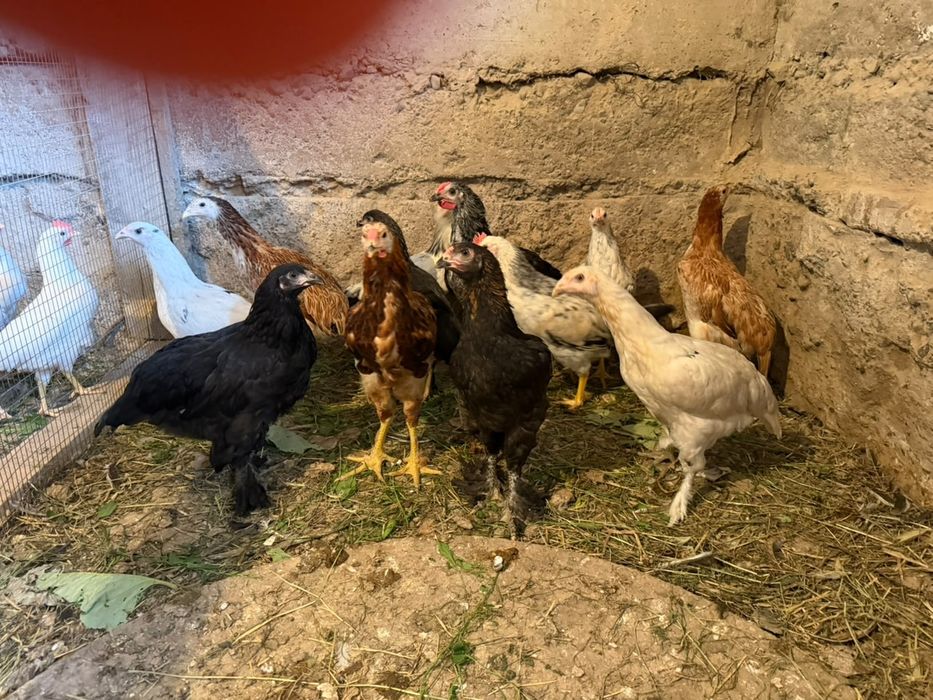 3айлык балапандар