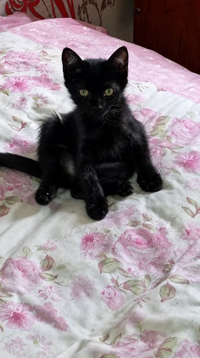 Срочно Отдам котёнка в добрые руки