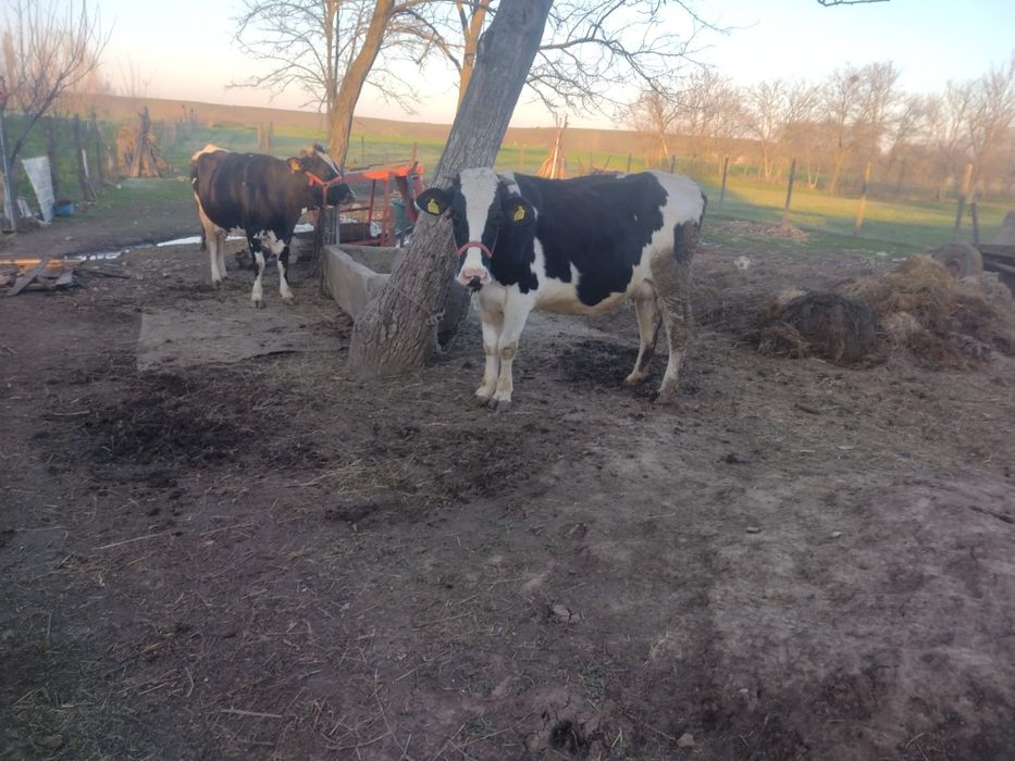 Vaci de vanzare bune de lapte
Vaci de vânzare bune de lapte – 25L/zi f