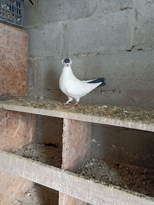 Московский монах