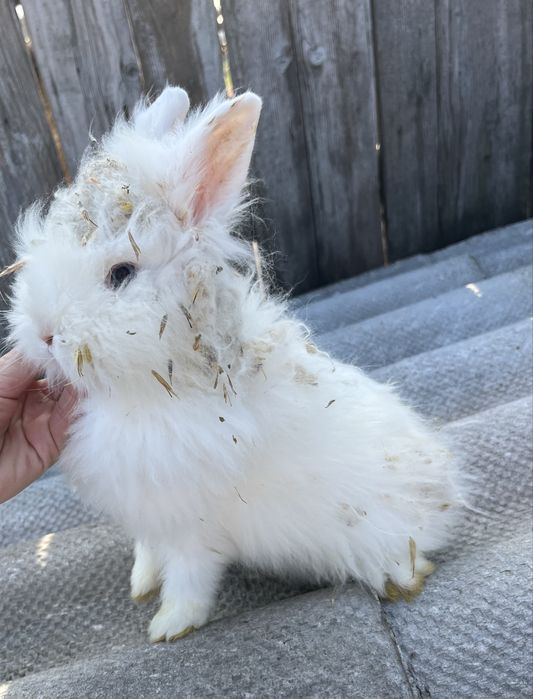 Vand iepuri, pereche