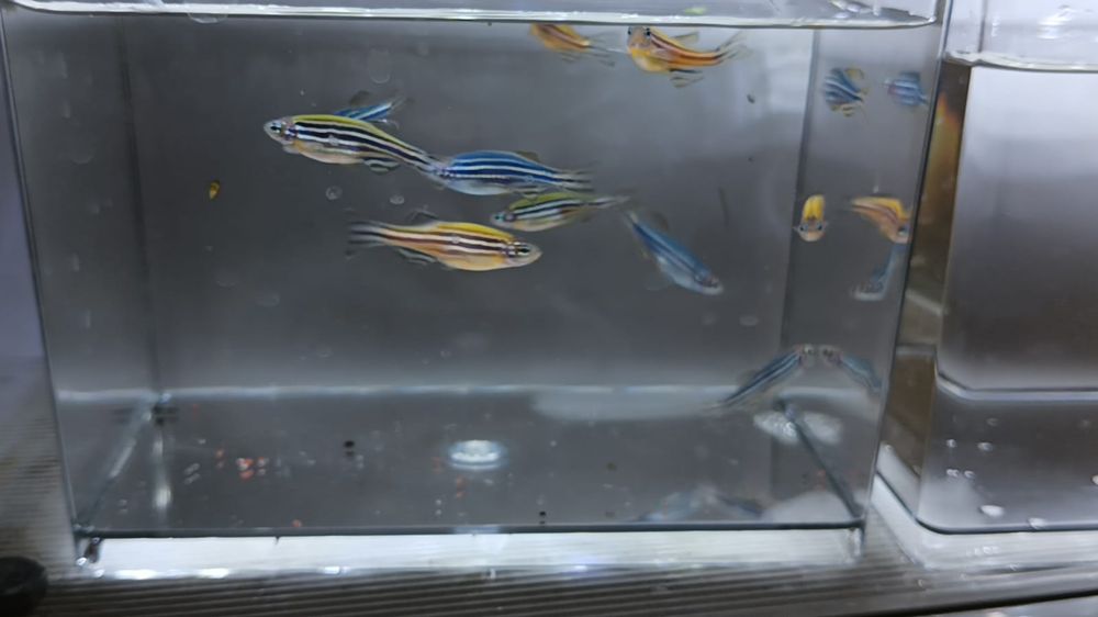 Данио разноцветные