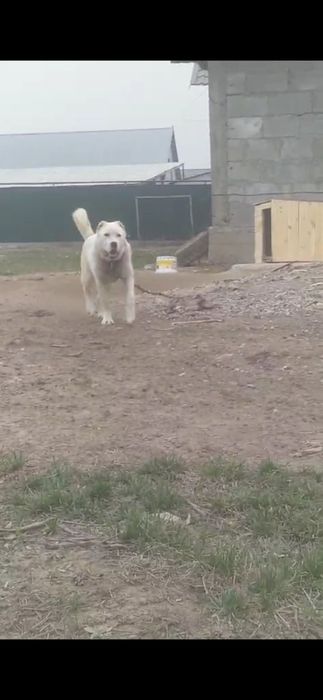 Алабай тобет САО