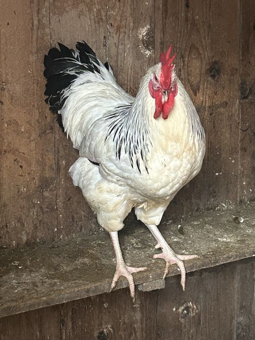Cocosi sussex de vanzare varsta 8 luni... am si oua de vanzare...5 lei