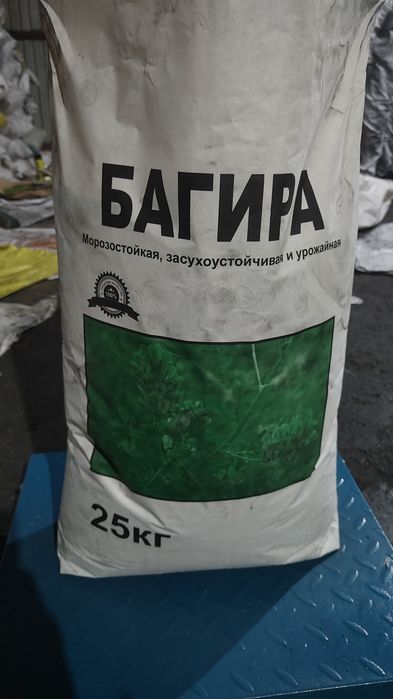 Семена люцерны жоңышқа тұқымы беде!