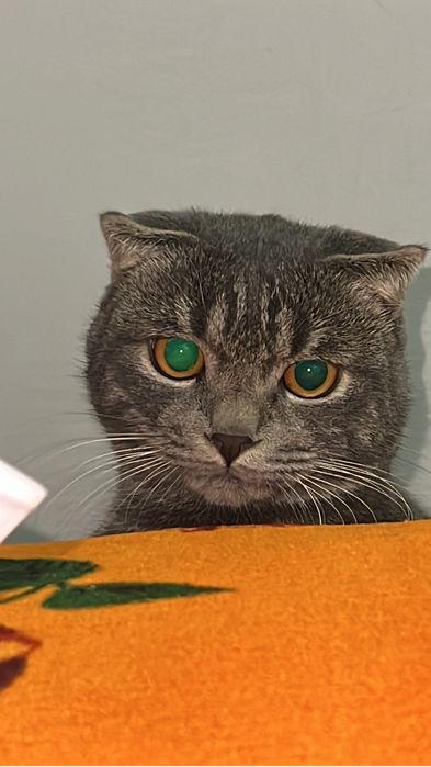 Skotsh fold o’g’il bola