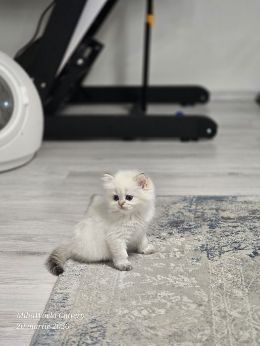 Pui pisica british longhair