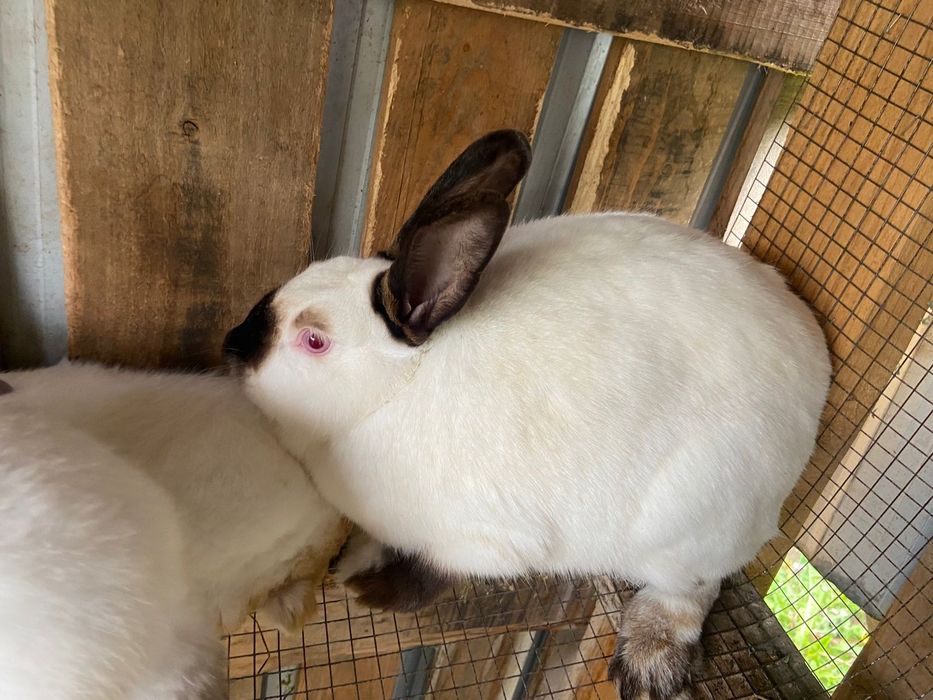 Кролик срочно продам