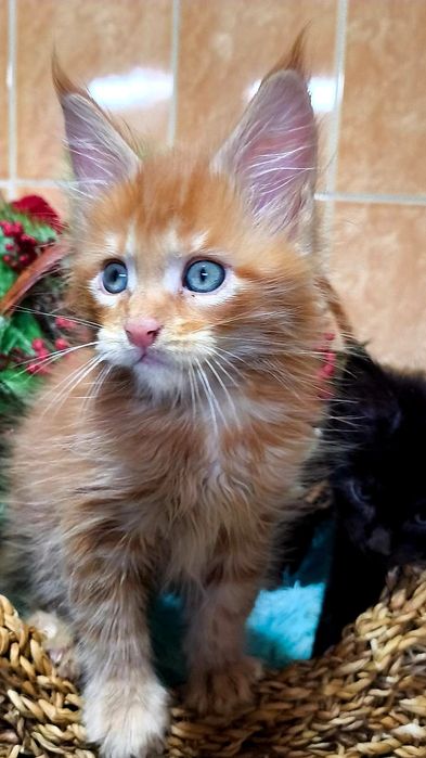 МЕЙН КУН ! Домашняя Рысь!