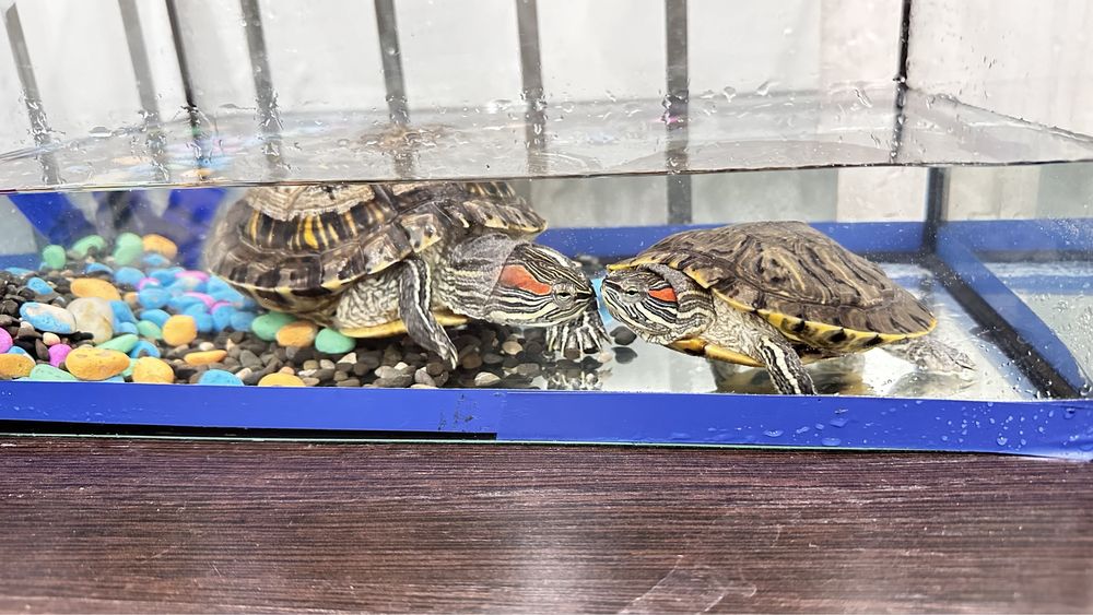 Черепахи красноухие 2 штуки