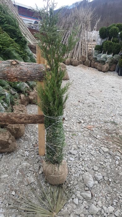 Palmier tuia plante ornamentale