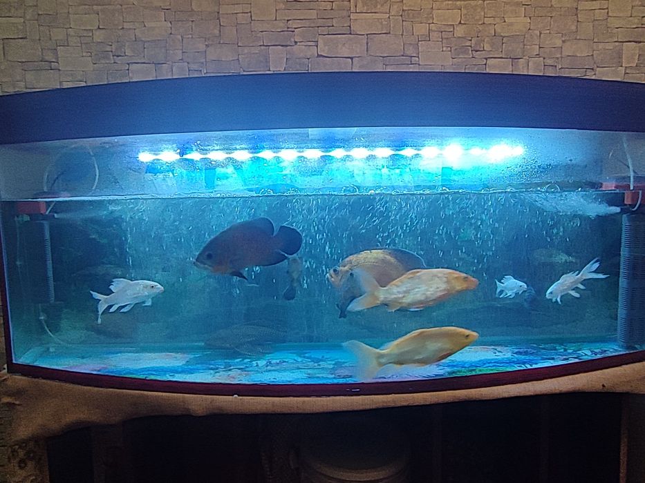 Аквариум с рыбками