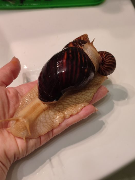 Продаются улитки ахатина