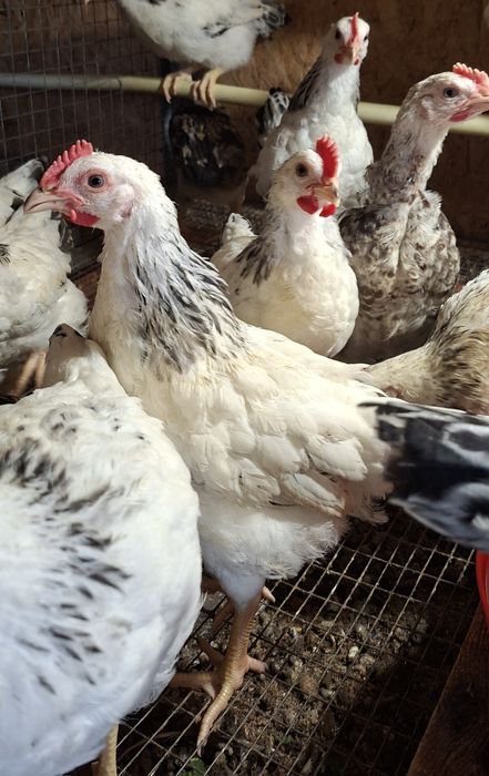 Продам петушков на племя!