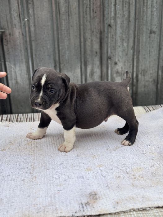 Mascul amstaff rasa pura !