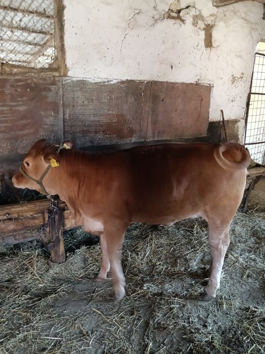 Vând vițea de 3 luni