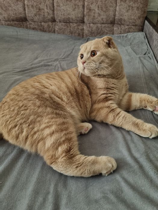 Продается Scottish fold мальчик